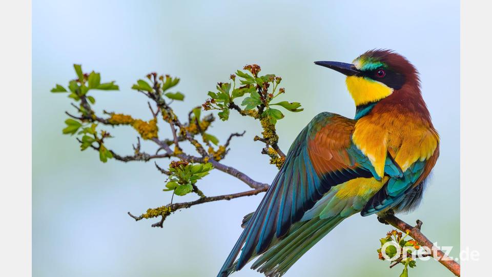 Bienenfresser spreizt sein Gefieder Bild: Patrick Pleul/dpa
