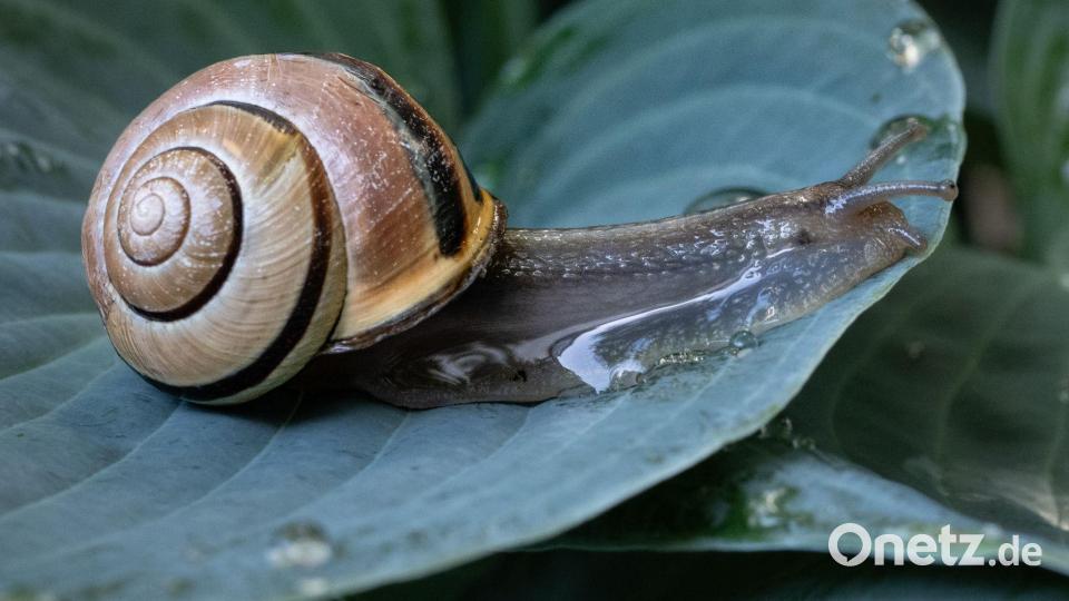 Eine Schnecke kriecht in einem Garten inFrankfurt über das nasse Blatt einer gerade gewässerten Pflanze. Bild: Boris Roessler/dpa