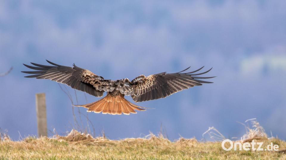 Zwei Rotmilane wurden vergiftet. (Symbolfoto) Bild: Thomas Warnack/dpa