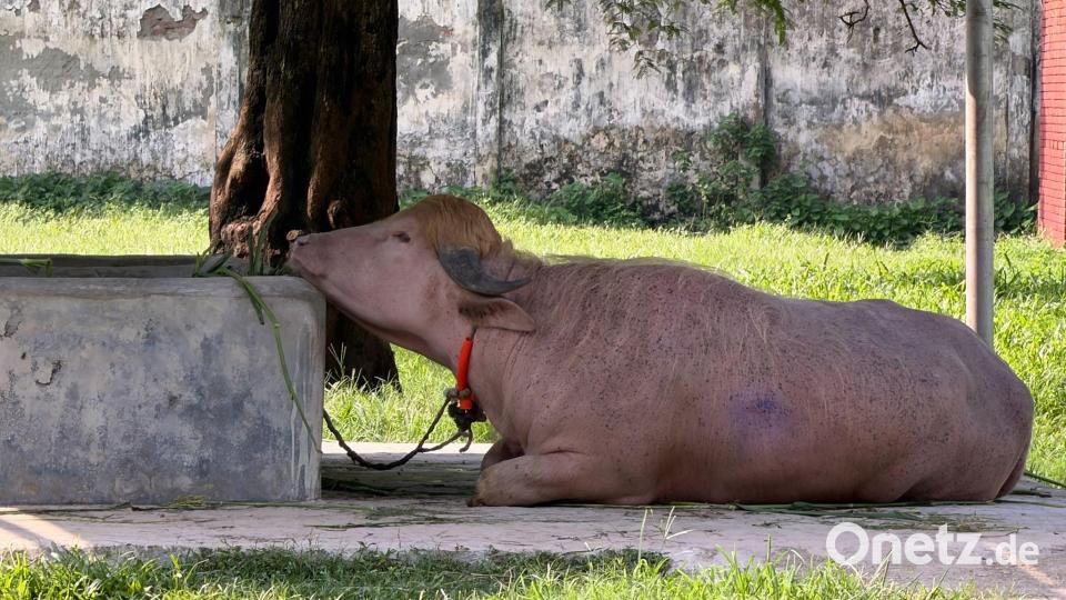 In Bangladesch wird ein Albino-Büffel durch seine blonde Haartolle zum Internet-Star - und in letzter Minute gerettet. Bild: Nazrul Islam/dpa