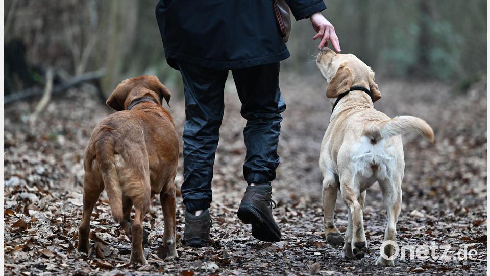 Hundehalte sollen ihre Vierbeiner an der Leine führen. (Archivbild) Bild: Arne Dedert/dpa/dpa-tmn