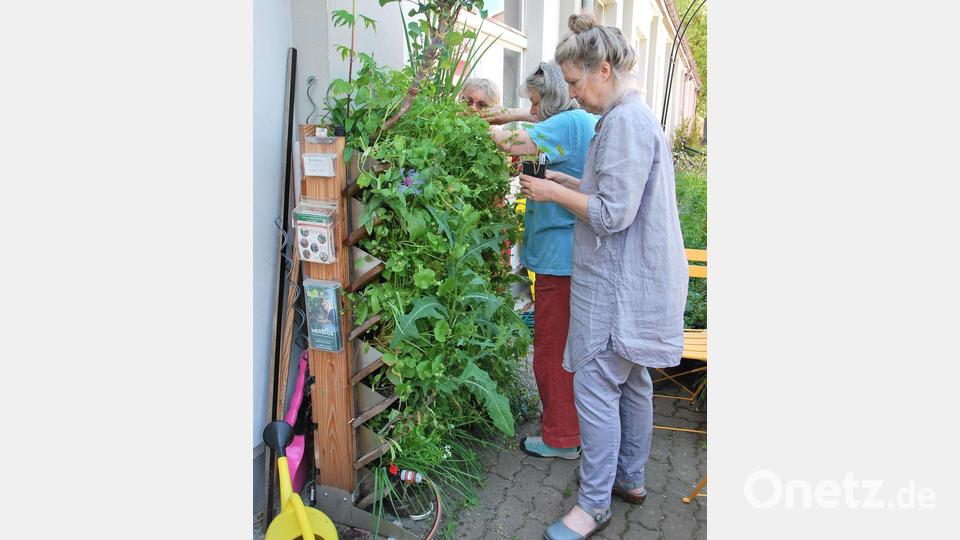 Vertikalbeete bieten viel Platz auf kleinem Raum. Bild: Anja Sokolow/dpa-Zentralbild/dpa