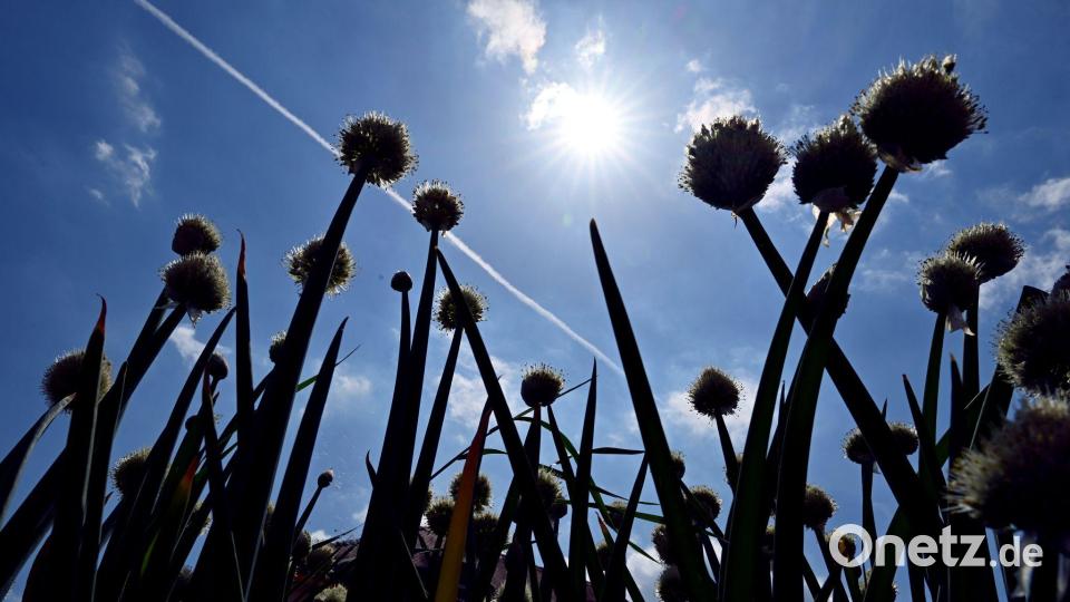 Ganz so viel Sonnenschein wird es in den kommenden Tagen wohl nicht mehr geben, heiß bleibt es dennoch. Bild: Martin Schutt/dpa