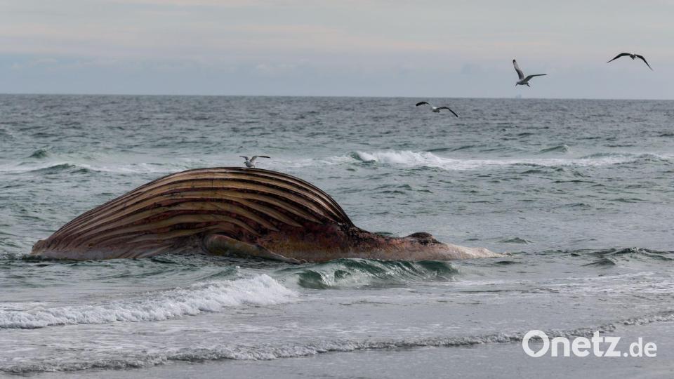 Seit rund zwei Wochen liegt der Kadaver aufgebläht am Strand von Anholt. Bild: Marcus Golejewski/dpa
