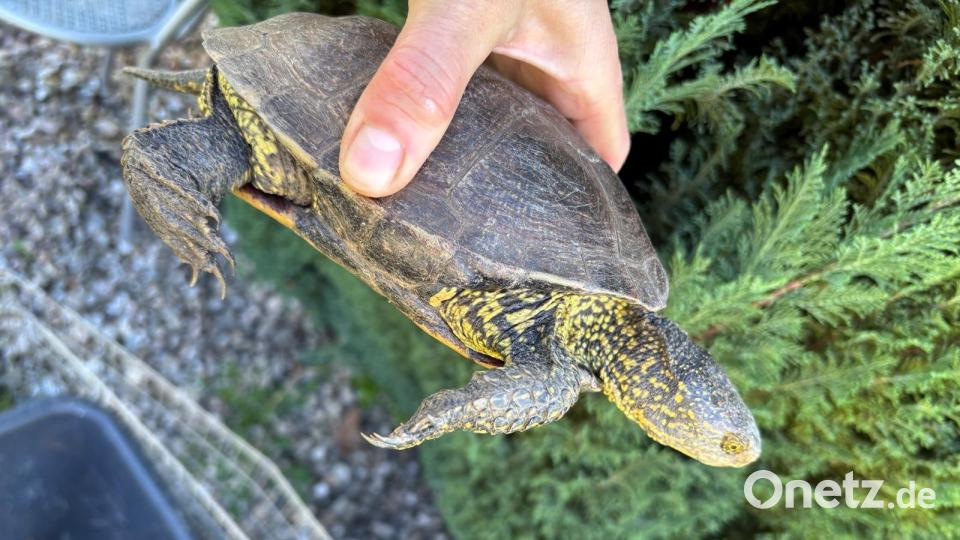 Am Rußweiher in Eschenbach ist eine Schildkröte gefunden worden. Es ist eine Europäische Sumpfschildkröte. Höchstwahrscheinlich hatte jemand das Tier ausgesetzt. Bild: Stadt Eschenbach