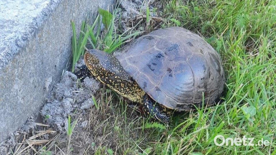 Die Schildkröte, die in Eschenbach gefunden wurde, ist eine Europäische Sumpfschildkröte. Höchstwahrscheinlich hatte jemand das Tier ausgesetzt. Bild: Stadt Eschenbach