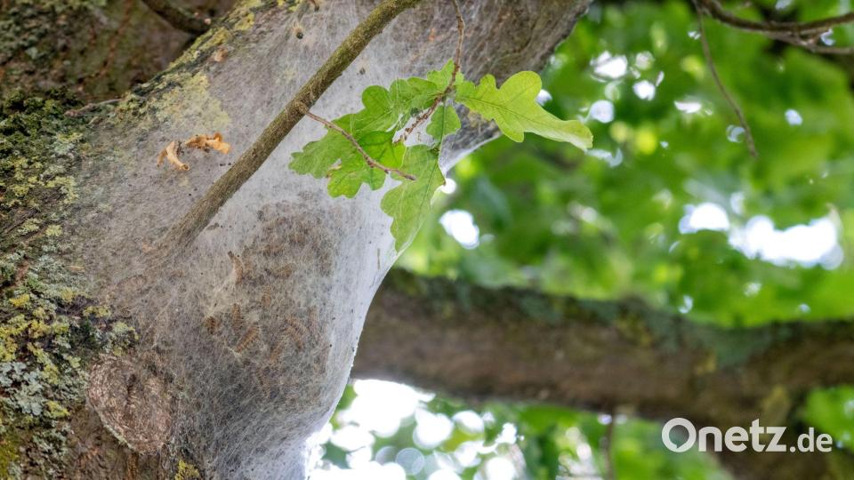 Die Nester der Prozessionsspinner hängen vor allem am Stamm oder in Astgabeln von Eichen. Bild: Pia Bayer/dpa