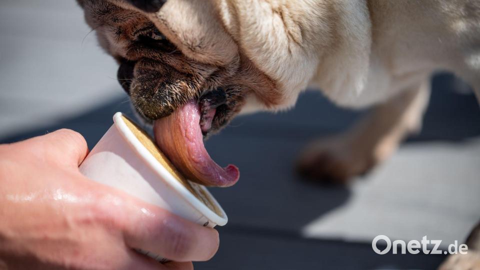 Das Hundeeis werde zurzeit gut nachfragt, sagt die Betreiberfamilie des Eiscafés Rigoni. Bild: Harald Tittel/dpa