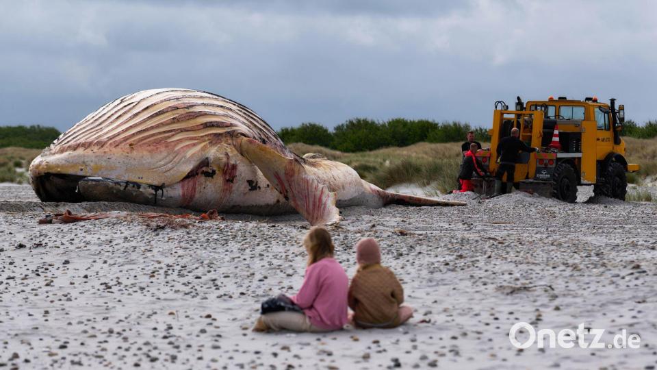 Der tote Wal liegt am Strand der dänischen Insel Anholt, nachdem er aus dem Wasser gezogen wurde. Bild: Marcus Golejewski/dpa