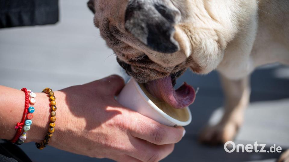 In der Zeit, in der ein Hund sein Eis schleckt, kann der Hundebesitzer selbst in Ruhe genießen. Bild: Harald Tittel/dpa