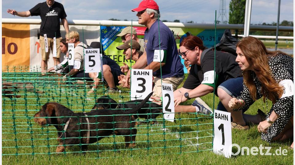 Ab geht's - jeweils acht Dackel starten in den Vorläufen der 2. Deutschen Meisterschaft im Dackelrennen, die in Magdeburg stattfindet. Bild: Peter Gercke/dpa