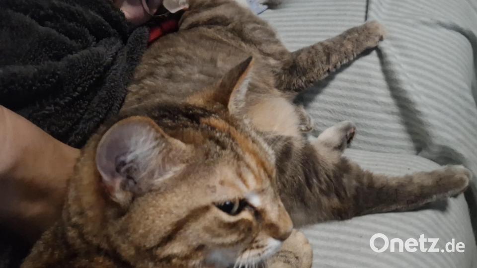 Leserbild: Sabine (nie allein auf der Couch 😀) mit meinen Katzen Lilly und Lucy 🥰 Bild: Sabine Christl
