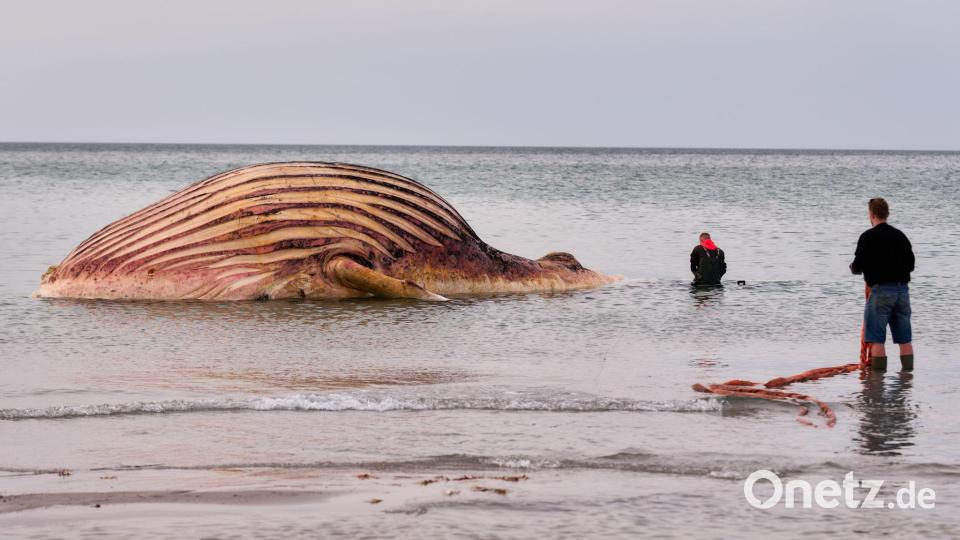 Der tote Wal liegt aufgebläht vor der dänischen Insel Anholt. Bild: Marcus Golejewski/dpa