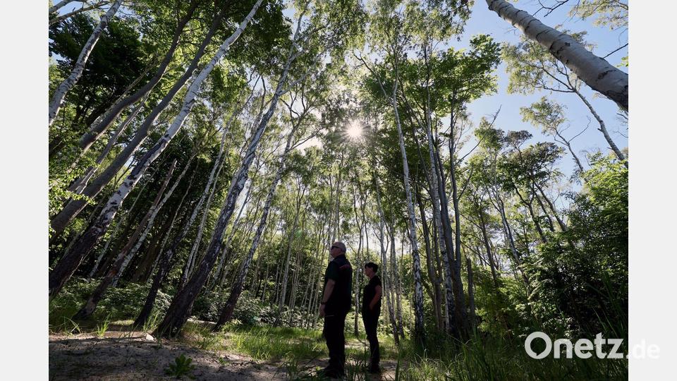 Auch die Rostocker Heide ist ein Exkursionsziel bei der Forstvereinstagung. Bild: Bernd Wüstneck/dpa