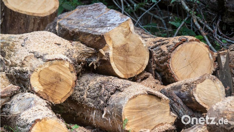 Nachwachsender Rohstoff Holz ist weiter gefragt. Bild: Stefan Sauer/dpa