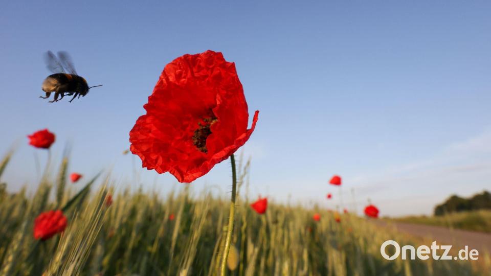 Eine Hummel fliegt am Morgen an eine Mohnblüte in Riedlingen. Bild: Thomas Warnack/dpa