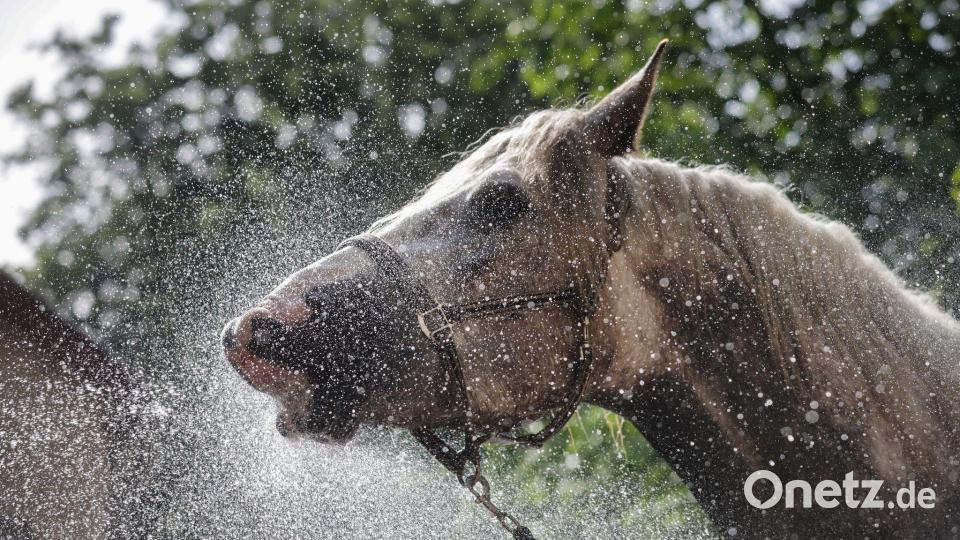 Die Stute Rosalie trinkt und erfrischt sich bei 27 Grad mit einem Wasserstrahl aus einem Gartenschlauch in Langenenslingen. Bild: Thomas Warnack/dpa