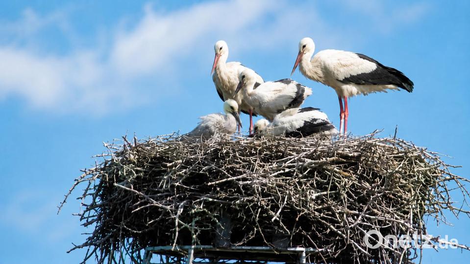 Der Friedenfelser Storchennachwuchs 2026 mit seinen Eltern auf dem Brauereischlot. Bild: Hans Lenk