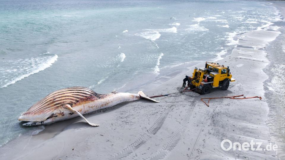 Der tote Wal wird an Land der dänischen Insel Anholt gezogen. Bild: Marcus Golejewski/dpa