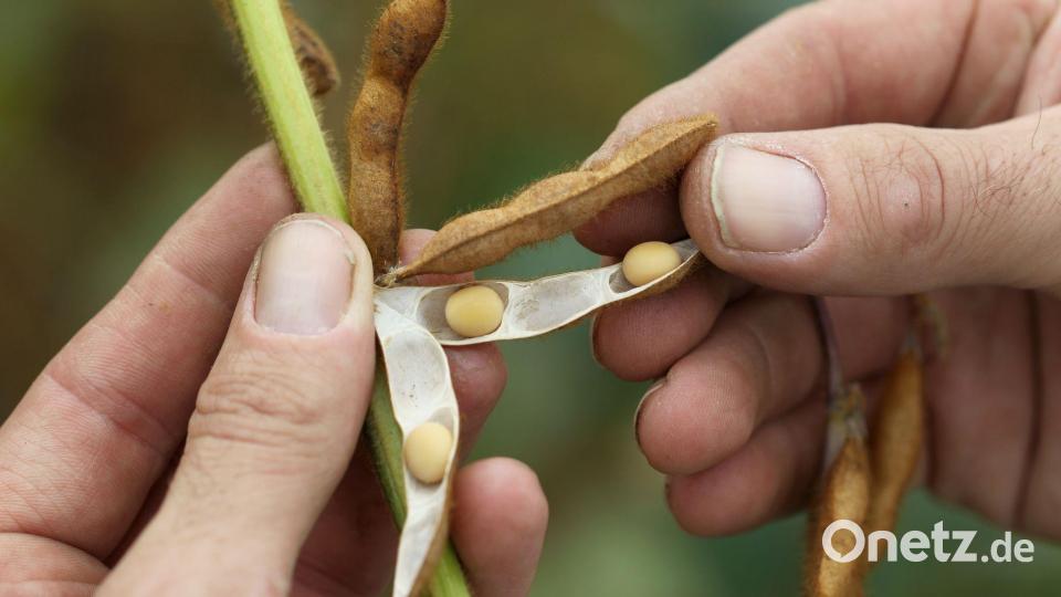 Soja - ein beliebter Grundstoff für pflanzliche Milchalternativen - wird auch in Deutschland angebaut. Bild: picture alliance / dpa