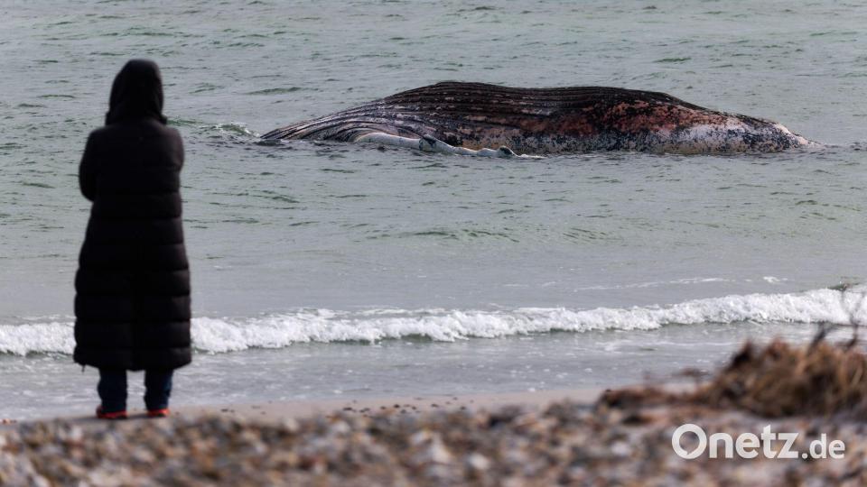 Die Tierärztin Anne Herrschaft unweit vom toten Buckelwal, der vor der dänischen Insel Anholt liegt. Bild: Marcus Golejewski/dpa