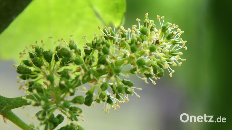 Besonders während der Rebblüte sind die fränkischen Winzer auf Regen angewiesen. (Symbolbild) Bild: Karl-Josef Hildenbrand/dpa