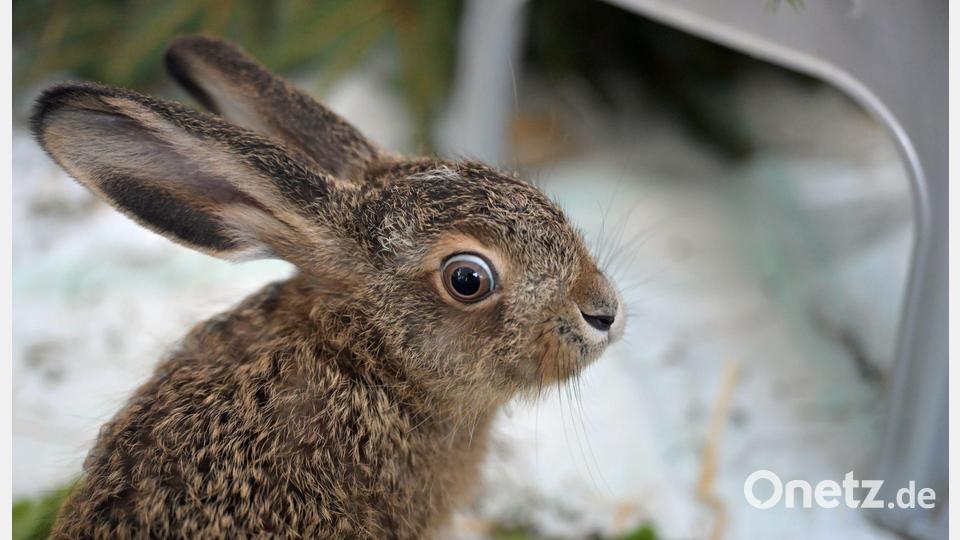 Ein Feldhase sitzt in einer Wildtier-Auffangstation. Bild: Malin Wunderlich/dpa