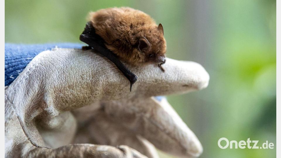 Wer eine Fledermaus findet und bergen will, sollte stets Handschuhe tragen. Bild: Daniel Karmann/dpa/dpa-tmn