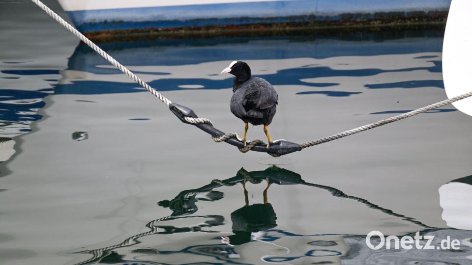 Das Blässhuhn spiegelt sich im Bodensee wider. Bild: Felix Kästle/dpa