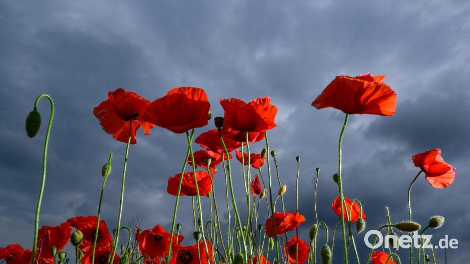 Ein dicht bewachsenes Feld voller leuchtend rotem Klatschmohn blüht in Ostbrandenburg vor einer herannahenden Gewitterfront. Bild: Patrick Pleul/dpa