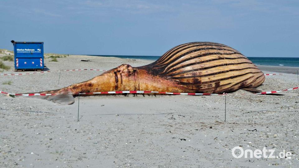 Toter Buckelwal am Strand von Anholt – Obduktion geplant Bild: Kai Moorschlatt/dpa