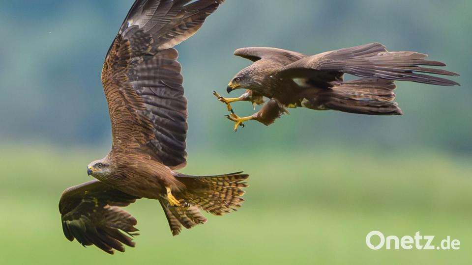 Zwei Schwarzmilane (Milvus migrans) liefern sich in der Luft über einer Hügellandschaft bei Lietzen eine spektakuläre Verfolgungsjagd. Bild: Patrick Pleul/dpa