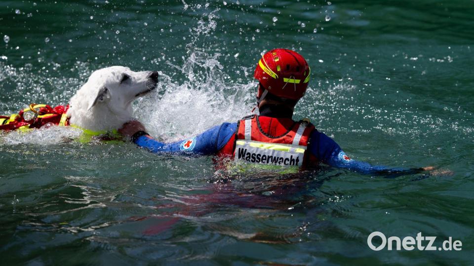 Auch Hunde helfen nach Badeunfällen bei der Rettung aus dem Wasser. Bild: A4366 Sven Hoppe/dpa