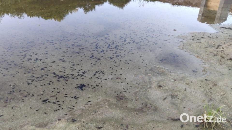 Ende Mai tummelten sich unzählige Kaulquappen im renaturierten Dorfweiher. Bild: Egbert Völkl