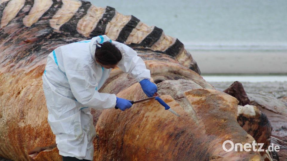 Nach und nach wurde das Tier untersucht und zerlegt. Bild: Kai Moorschlatt/dpa