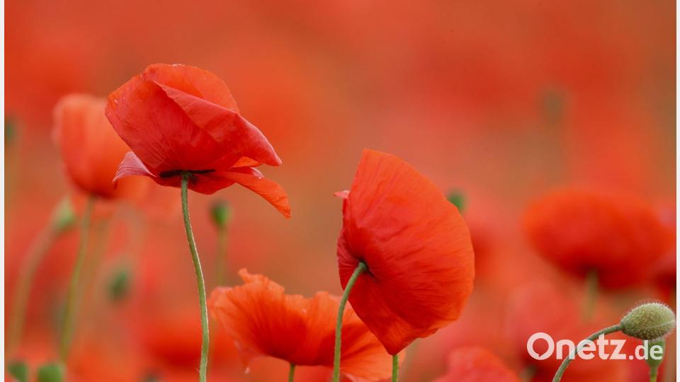 Rote Pracht: Mohn blüht in einem Feld Bild: Thomas Warnack/dpa