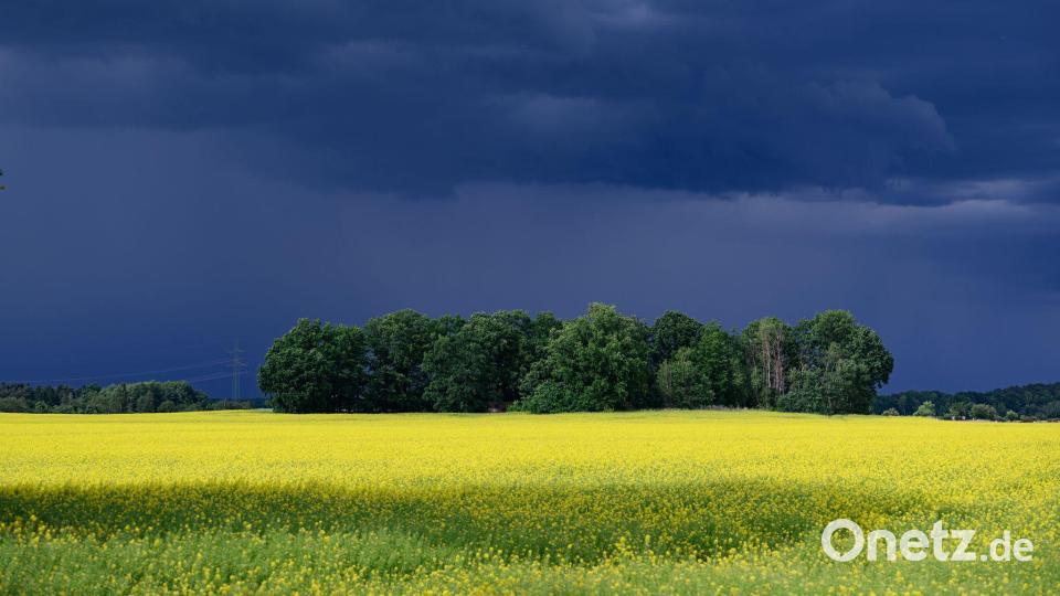 Dunkle Wolken ziehen über ein Rapsfeld nahe Lomske in der sächsischen Oberlausitz. Bild: Robert Michael/dpa