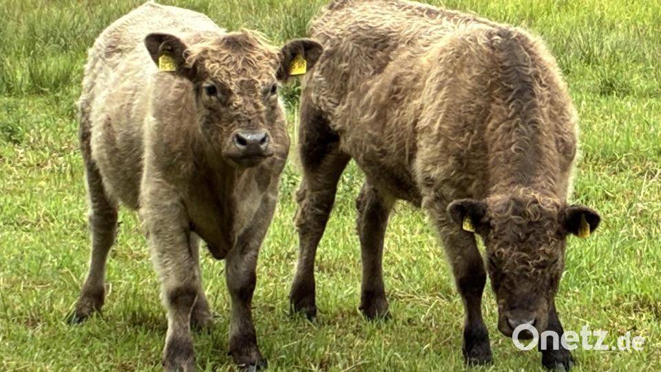 Die Galloways fühlen sich auf der Haidenaab-Aue in Speichersdorf wohl. Ihr Auftrag ist es, für Artenvielfalt auf der Feuchtfläche zu sorgen. Bild: Arnold Koch