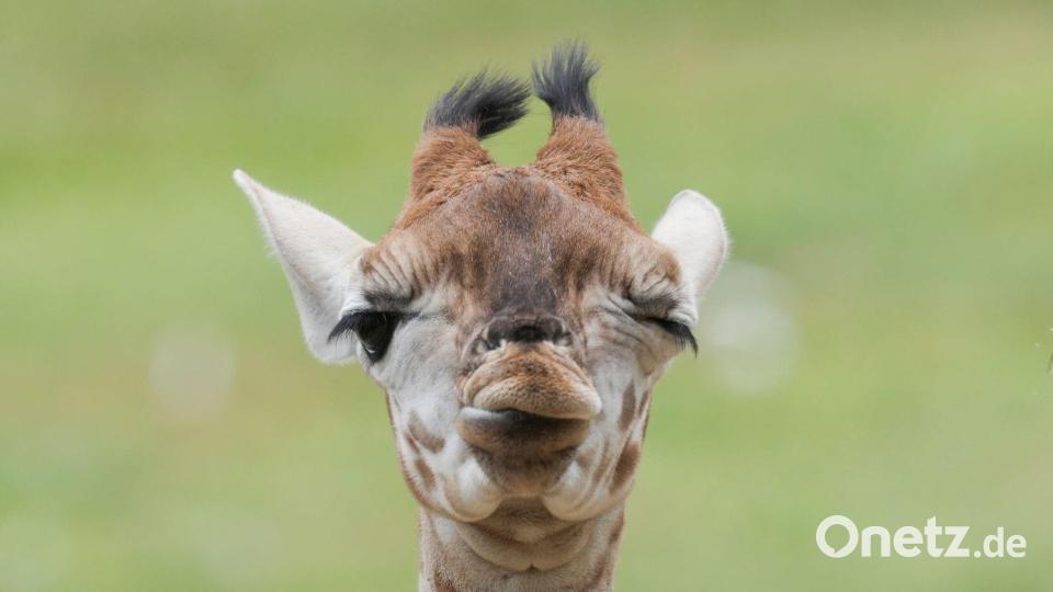 Model Linus Weber wird Namenspate für Giraffenbaby Bild: Sven Kaeuler/dpa