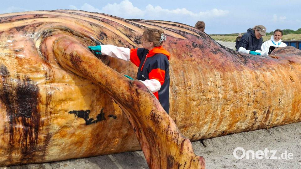 Fachleute obduzierten den als „Timmy“ bekannten Buckelwal am Strand der Insel Anholt. Bild: Kai Moorschlatt/dpa