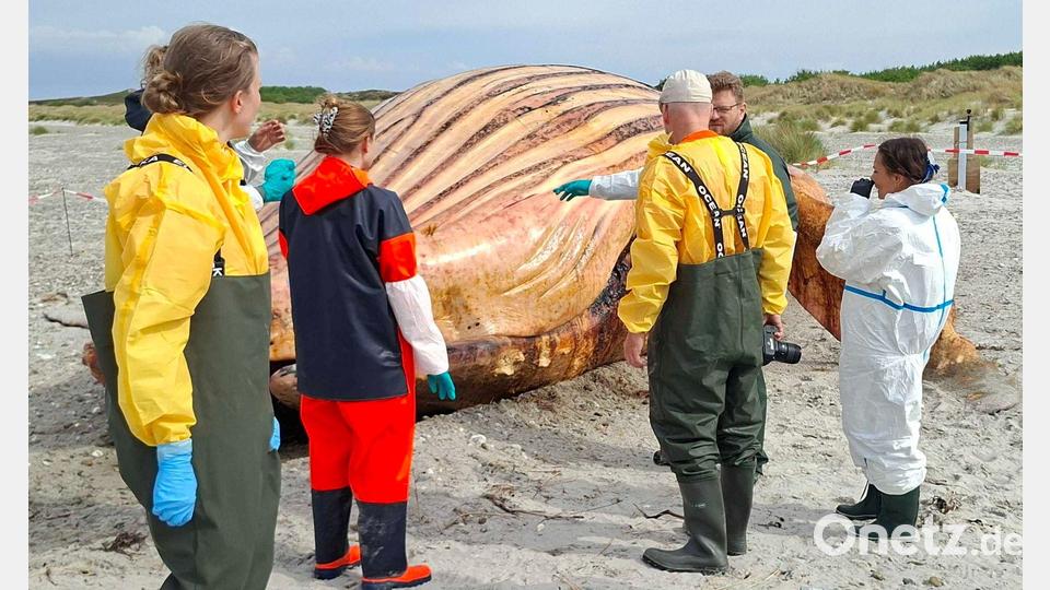 Am Strand standen Container bereit. Bild: Kai Moorschlatt/dpa