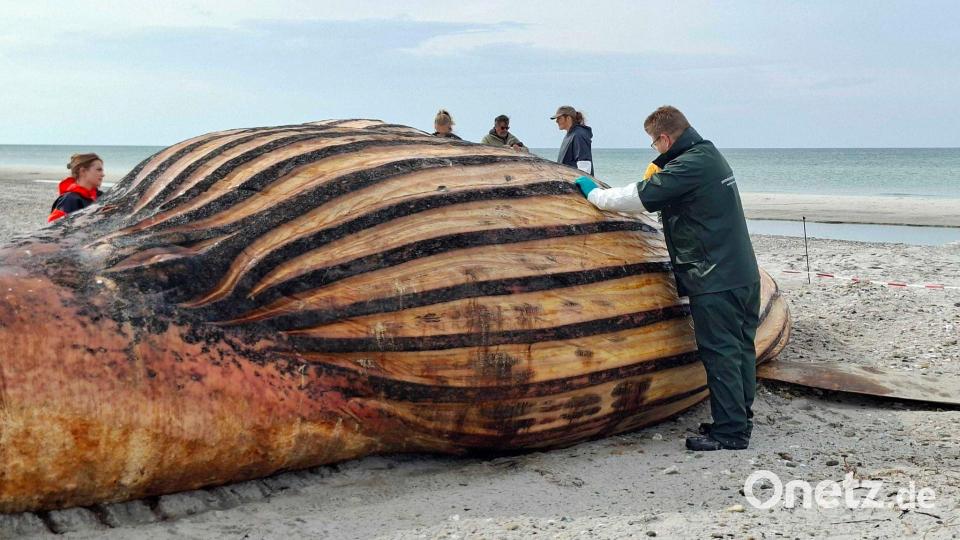 Experten bei der Obduktion des Buckelwals am Strand der Insel Anholt. Bild: Kai Moorschlatt/dpa