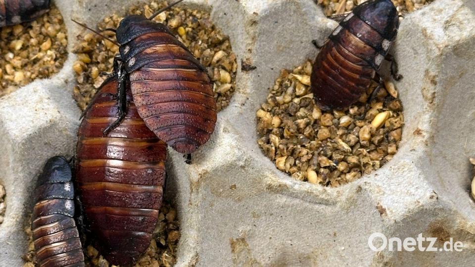 Schaben werden zumeist als Futter für Reptilien und andere Tiere gezüchtet. Bild: Australian Department of Climate Change/AP/dpa