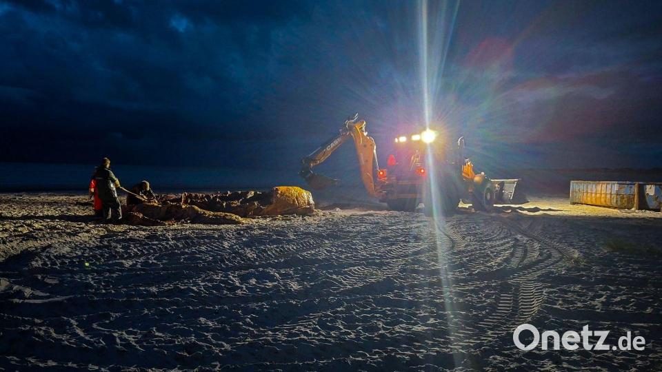 Noch in der Dunkelheit wurde im Zuge der Obduktion des Buckelwals gearbeitet. Bild: Kai Moorschlatt/dpa