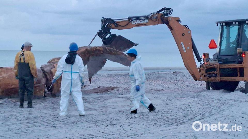 Ein Bagger hievte immer wieder Teile des Wals in Richtung der Container. Bild: Kai Moorschlatt/dpa