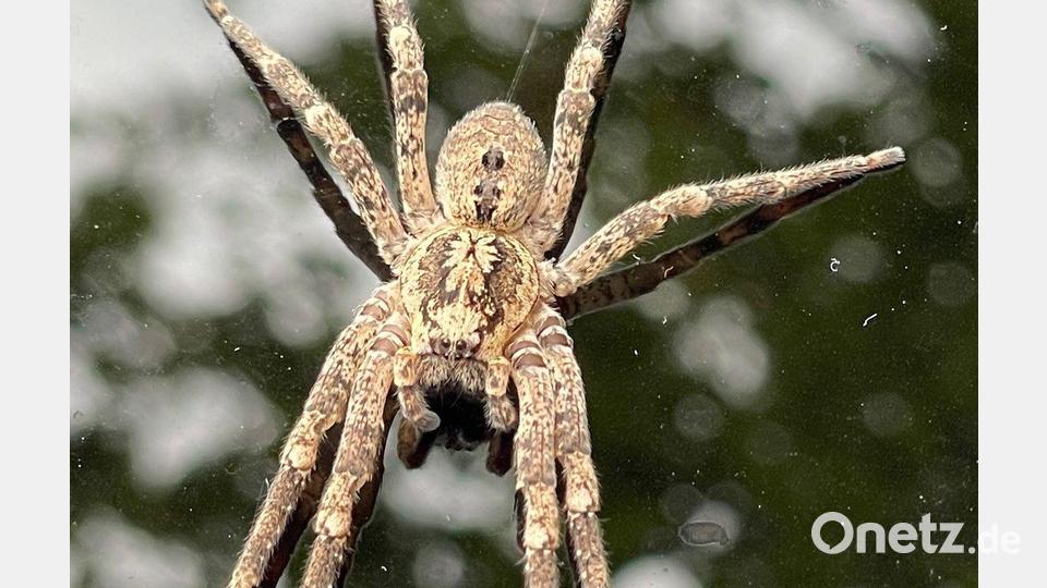 Der Name leitet sich von der charakteristischen Zeichnung auf dem Vorderkörper ab, die an den Vampir aus dem gleichnamigen Kinofilm Nosferatu erinnert. (Archivbild) Bild: Thomas Lutz/dpa