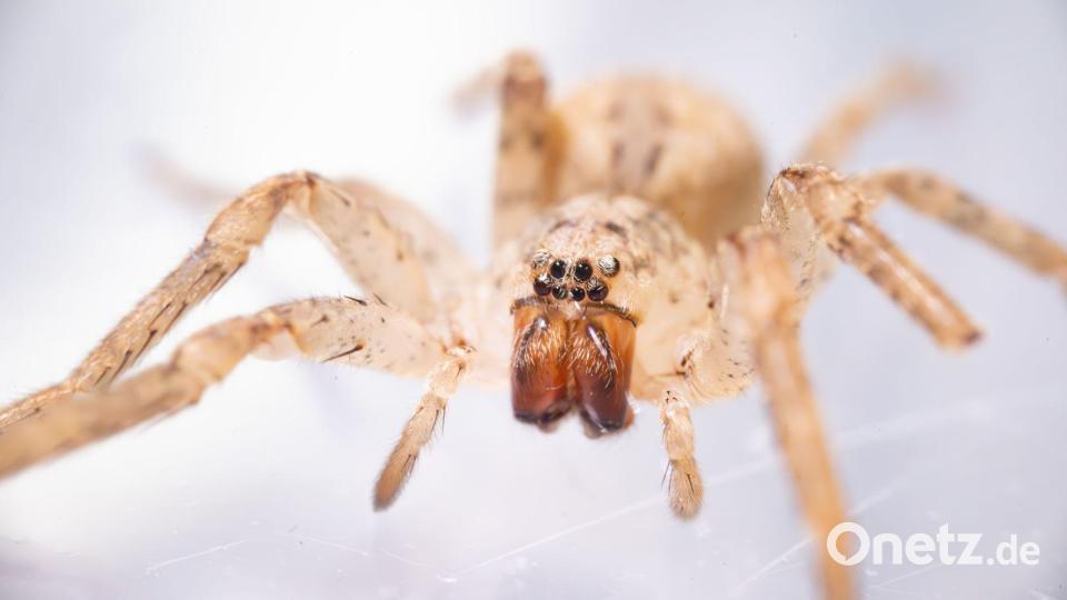 Die aus dem Mittelmeerraum stammende Spinne kommt inzwischen auch in Norddeutschland vor. (Archivbild) Bild: Benjamin Westhoff/dpa