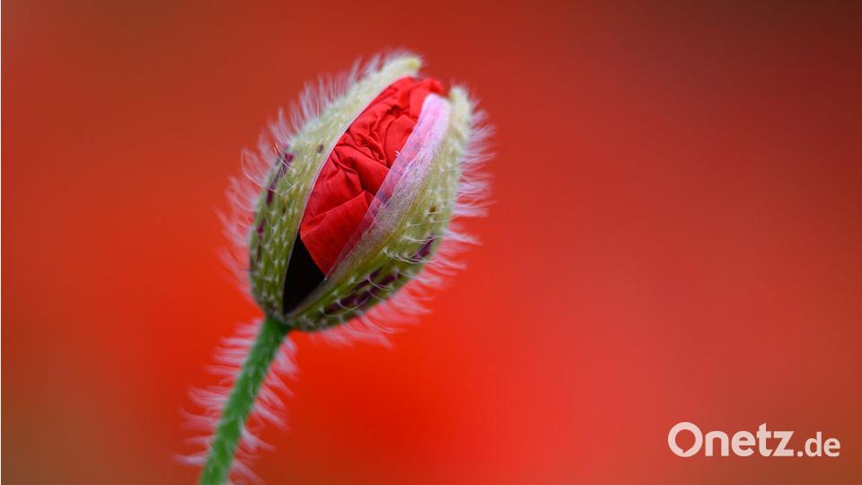Eine leicht geöffnete Klatschmohn-Blüte ist vor dem leuchtenden Rot blühender Pflanzen zu sehen. Bild: Patrick Pleul/dpa