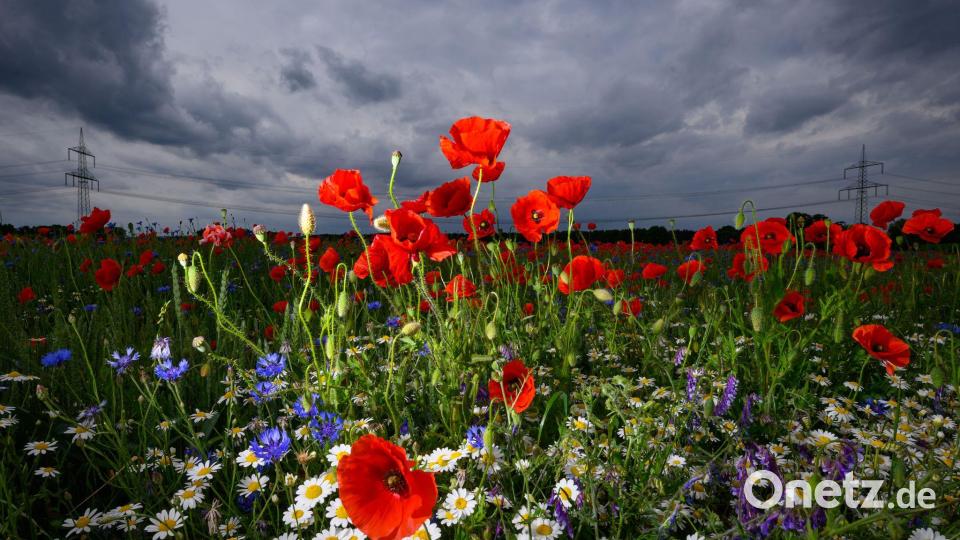 Blühende Sommerblumen heben sich vor dunklen Regenwolken ab. Bild: Patrick Pleul/dpa