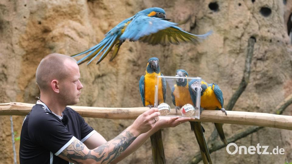 Papageien im Leipziger Zoo als Orakel: Blaukehl-Aras begutachten neben Tierpfleger Florian Ullmann Bälle mit Markierungen der FIFA Fußball-Weltmeisterschafts-Teilnehmerländer Mexiko und Südafrika. Bild: Sebastian Willnow/dpa